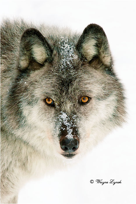 Wolf by Dr. Wayne Lynch &copy;
